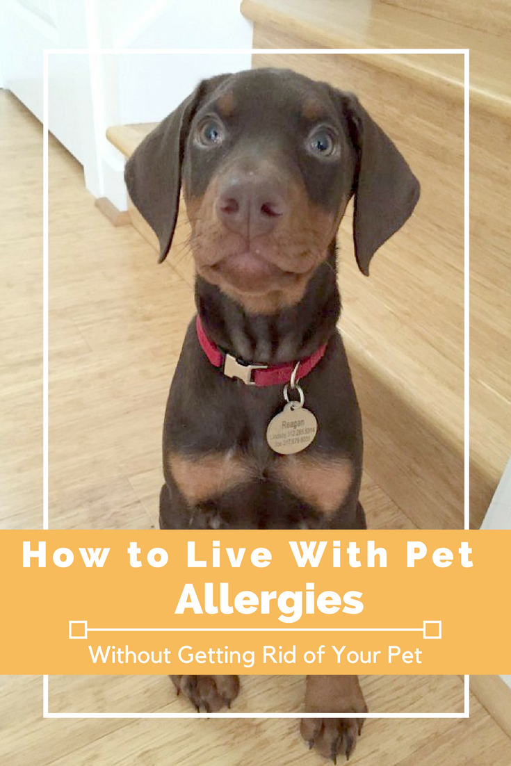 Top surprising things you can do to deal with pet allergies. I was allergic to our new puppy and these solutions saved the day! Dog allergies are no fun!
